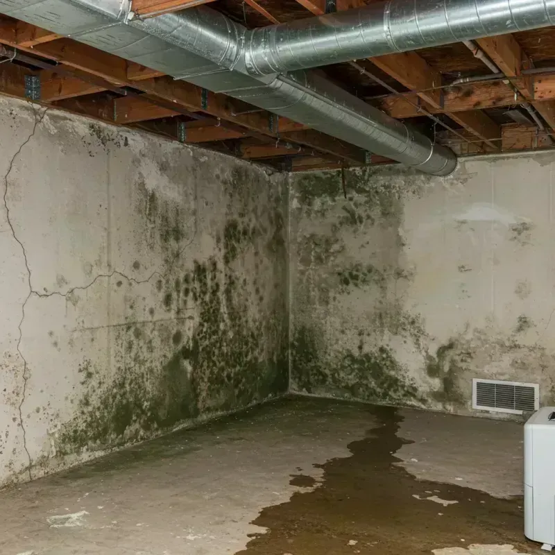 Professional Mold Removal in Genola, UT